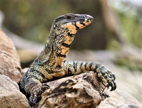 Lace Monitor Wildlife Park Reptiles Reptiles And Amphibians