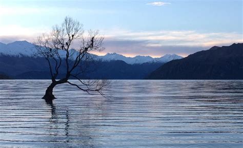 The Truth About The Wanaka Tree How To Visit This Insta Famous Spot