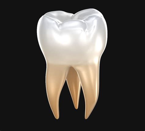 Molar Teeth Human Tooth 3d Model Turbosquid 1266814
