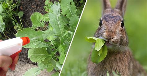4 Humane Ways To Keep Rabbits Out Of The Garden Gardening Channel