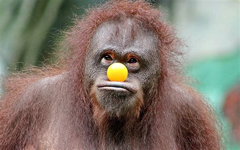 Ball Humor Monkey Orangutan Primate Wildlife Wallpaper Resolution