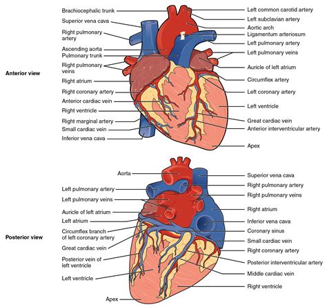 Coronary Arteries Of The Heart Anatomy Anatomical Charts Posters