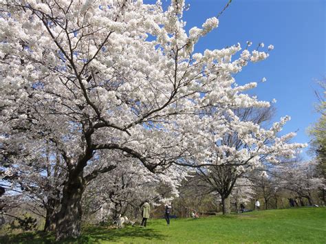 We did not find results for: Prunus Tree | Yoshino cherry tree, Blossom, Cherry blossom