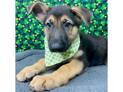 German Shepherd Dog Dog Male Black Tan 3537000 Petland Athens Oh