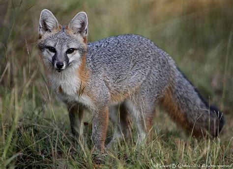 Texas Gray Fox Female Flickr Photo Sharing