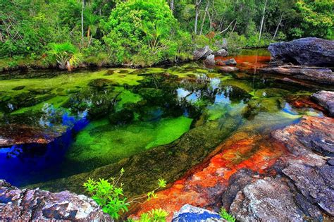 Image Result For Caño Cristales River Incredible Places Colorful