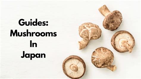 7 Types Of Japanese Mushrooms The Best Guide To Japanese Mushrooms