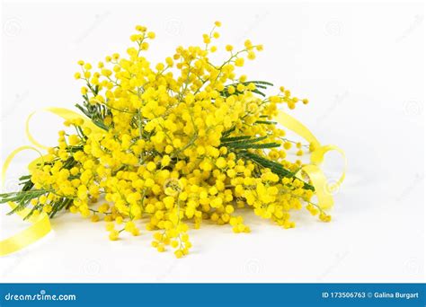 Branches Of Golden Mimosa Spring Flower With A Yellow Ribbon On The