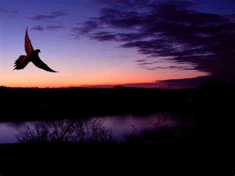 Dove In Flight At Sunset By Kenneth Krolikowski Redbubble