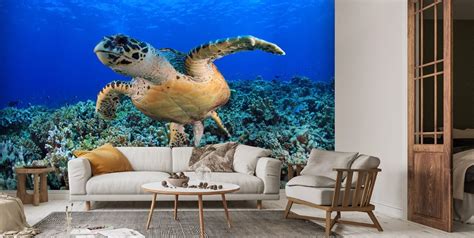 Sea Turtle In Tropical Waters Wallpaper Wallsauce Ca