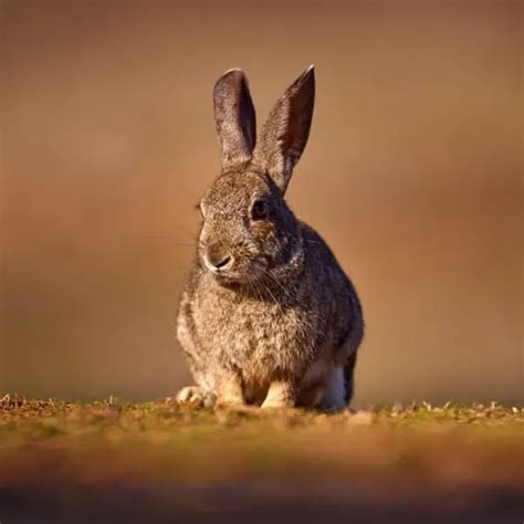 European Rabbit Facts Diet Habitat And Pictures On Animaliabio