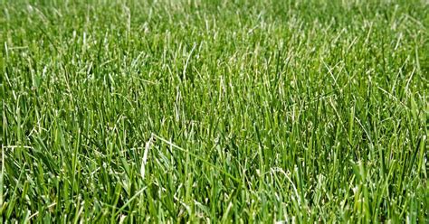 All You Need To Know About Tall Fescue