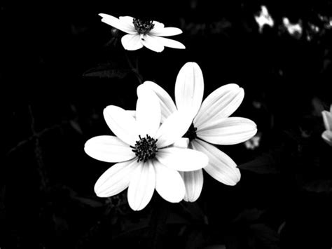 Black And White Flowers Pics ~ Flowers Flower Hd Wallpaper Wallpapers