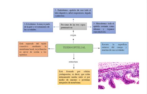 Histoembriologia Tejido Epitelial