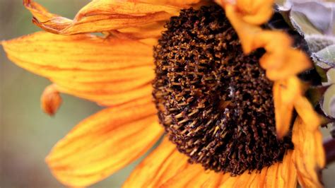 Wallpaper Sunflower Close Up Petals Pistil 2560x1600 Hd Picture Image