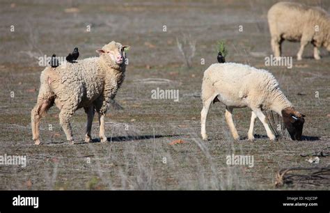 Merino Sheep With Common Starlings Sturnus Vulgaris On Their Backs In
