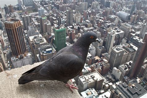 Birds Eye View Of New York City Empire State Building You Flickr