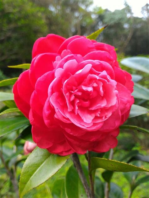 Pin By Kallol Bhattacharya On My Rose Flowers Camellia Plant