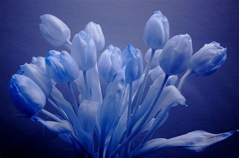 Blue Tulips Wallpaper Hd Tulips Flower