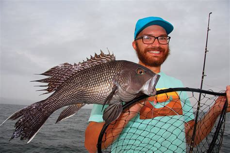 Sea Bass 101 Bait ‘em Up The Fisherman
