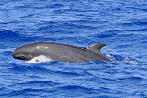 Have a whale of a time. False killer whale - Whale and Dolphin Conservation