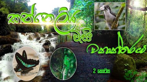Kanneliya Rain Forest In Sri Lanka Part Sinhala Youtube