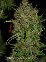 Images of When To Harvest Marijuana Buds