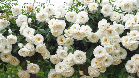 10 Best Climbing Roses