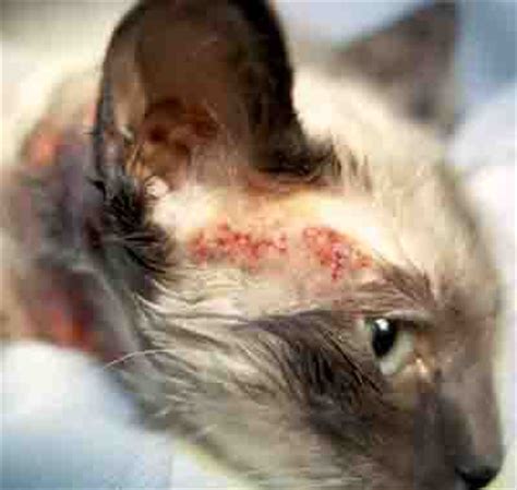 Eczema in cats is not a final diagnosis in itself but a symptom of an underlying condition. Adakah Kucing Anda Mengalami Alergi Atau Intoleran Makanan ...