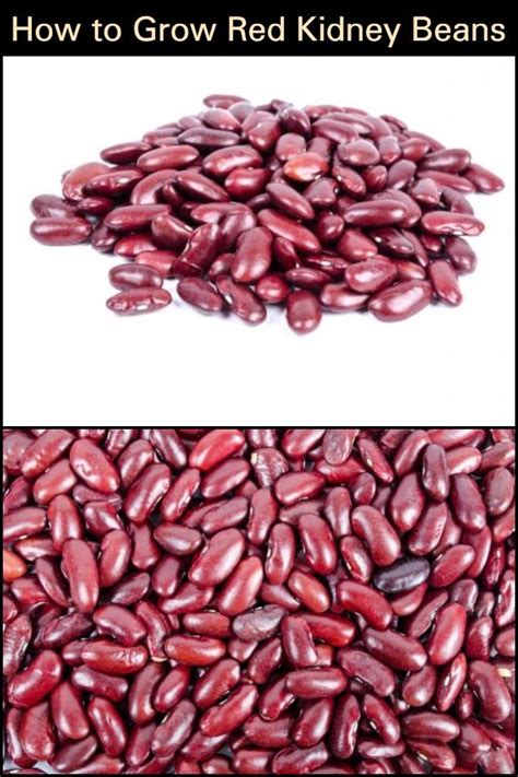 Dried kidney beans need to be soaked in water before being boiled and cooked. How to Grow Red Kidney Beans | The garden! | Red kidney ...