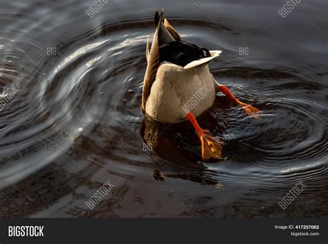 Mallard Duck Male Image And Photo Free Trial Bigstock