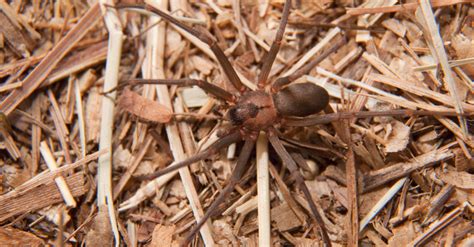Brown Recluse Spider Bites On The Rise — Heres What You Need To Know