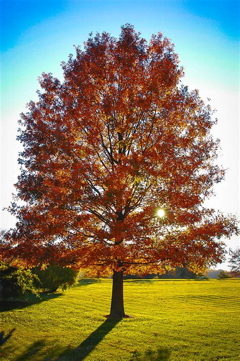 Red Maple Leaf Picture ~ Oak Tree Trees Bocorawasutu
