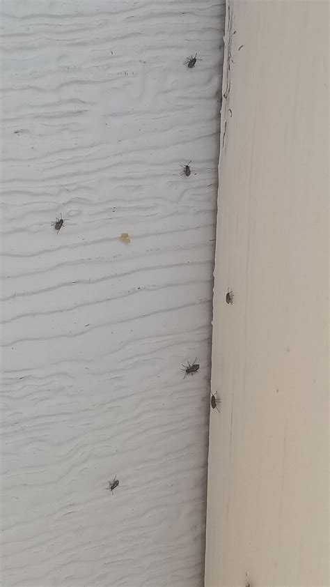 What Are These Bugs They Are All Over My House Rwhatisthis