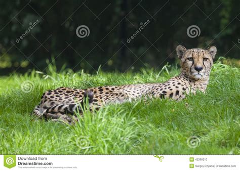 Sad Cheetah Laying On The Green Grass In A Zoo Park Stock Photo Image