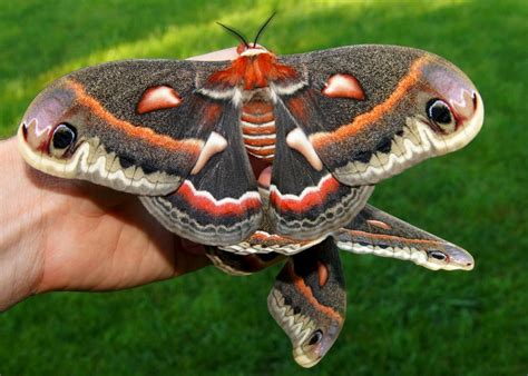 Celebrate National Moth Week With Best Pest Control