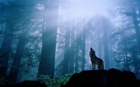 Howling Wolf Wallpapers Wallpaper Cave