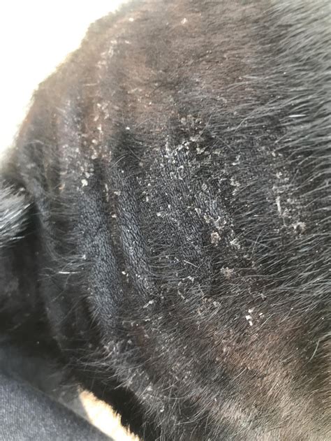 My Dog Has Dry Flaky Skin And Patches Of Lost Hair We Have Him Taking