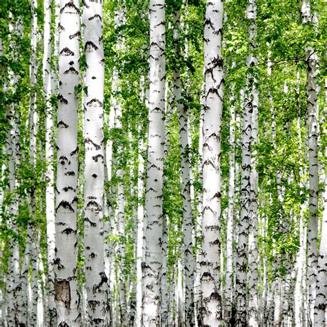 White Birch Trees In The Forest In Summer Mccabes Landscape Construction