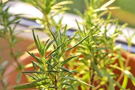 How To Grow Rosemary Indoors Gardeners Path 2023