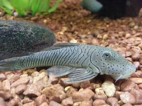 Rubber Lip Pleco 101 Care Max Size Diet And More