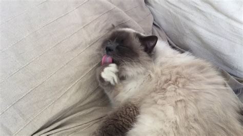 My Cat Sneezed In Video Youtube