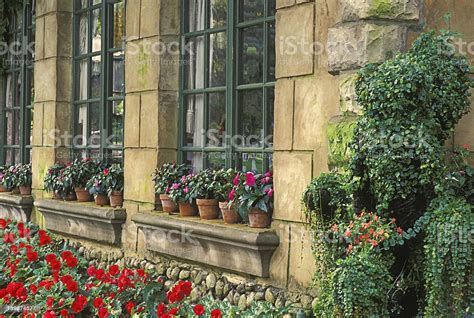 Flower Pots In The Window Sill Stock Photo Download