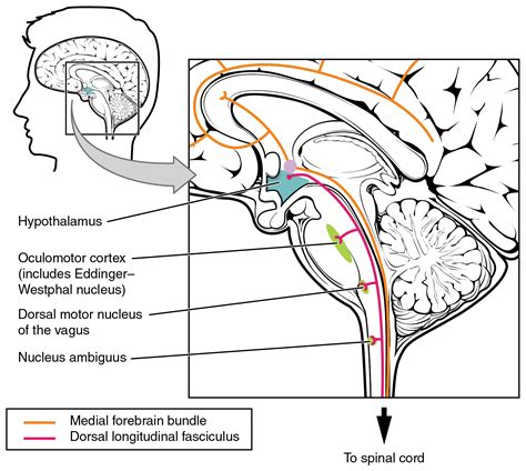 This Figure Shows The Human Brain On The Left Panel And A Magnified