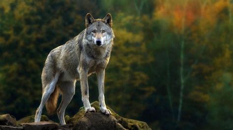 Wallpapers Wolf 1920x1080 Wolf Background Images