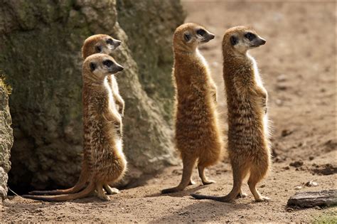 Meerkats On The Lookout The Meerkat Or Suricate Suricata Flickr
