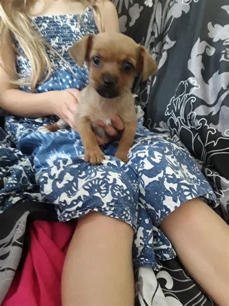Yorkshire Terrier Cross Chihuahua Girl Puppy In Kemsley Kent Gumtree