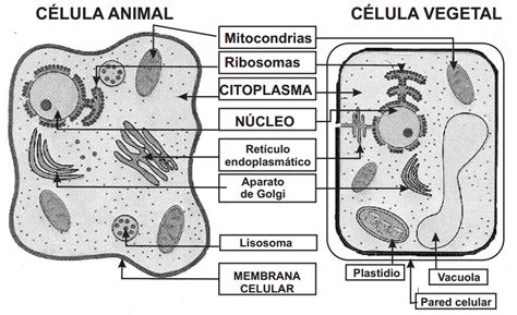 Celula Vegetal Para Colorear Sin Nombres Plant Cell Icons Download