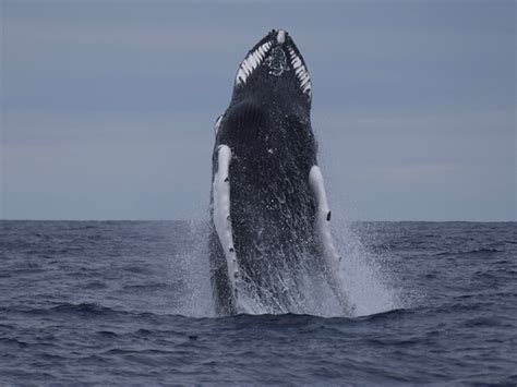 Whale watching in March – Azores Whales