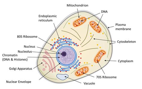 Diagram Of A Eukaryotic Cell Wiring Diagram List